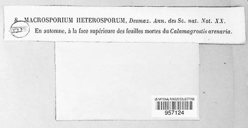 Thyrostromella heterospora image